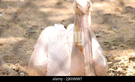 Eine Nahaufnahme eines großen weißen Pelikans auf dem verschwommenen Hintergrund Stockfoto
