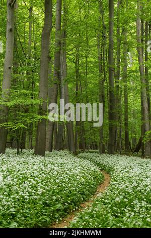 Kleiner Weg durch den frühlingshaften Buchenwald, ein Teppich aus wilden Knoblauchblumen bedeckt den Waldboden, den Hainich-Nationalpark, UNESCO-Weltnaturerbe Alte Buchenwälder, Deutschland, Thüringen Stockfoto