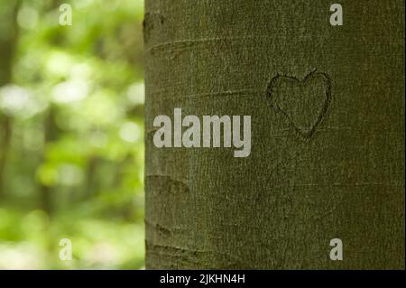 Geschnitztes Herz in der Rinde eines Baumstammes, Nationalpark Hainich, Deutschland, Thüringen Stockfoto