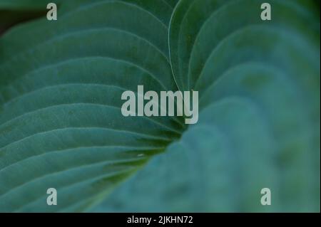 Blatt eines Funkie (Hosta), Deutschland Stockfoto