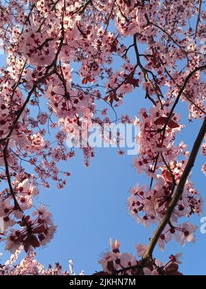 Ein schöner blühender Baum am blauen Himmel Stockfoto