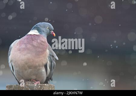 Eine selektive Fokusaufnahme einer niedlichen Taube, die zur Seite schaut und um sie herum Regen fällt Stockfoto