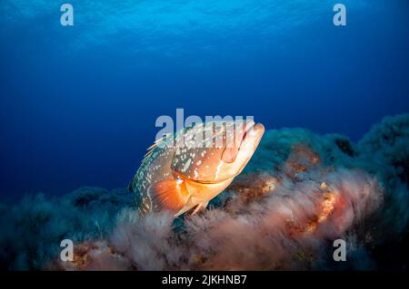 Nahaufnahme einer Epinephelus-Fischart und eines Meereslebensraums unter Wasser Stockfoto