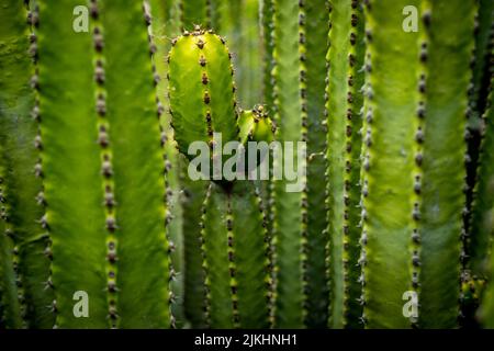 Kaktus von Pushor, Detail Stockfoto