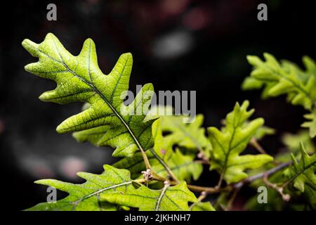 Detail der Blätter eines Quercus pyrenaica-Baumes Stockfoto