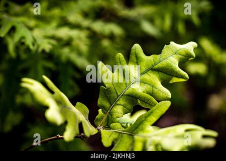 Detail der Blätter eines Quercus pyrenaica-Baumes Stockfoto