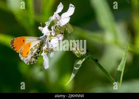 Orangefarbener Schmetterling (anthocharis cardamine) Männchen mit orangefarbenen Flügelspitzen auf Weiß mit ähnlichem, aber meliertem Unterflügel Stockfoto