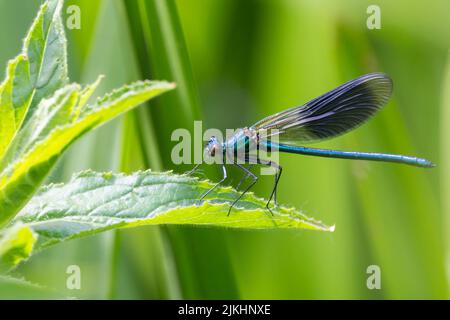 Gebänderte demoiselle (Calopteryx splendens) männliche Damselfliege mit dunkelblauer Daumenabdruck-Form auf Flügeln, metallisch blaugrünem Körper und kleinen weit auseinander laufenden Augen Stockfoto