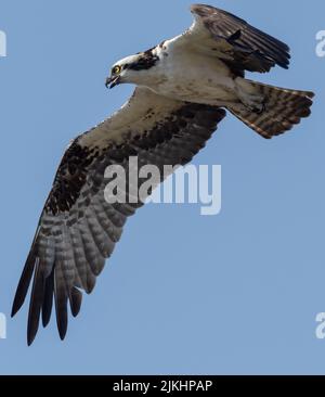 Eine Nahaufnahme eines Osprey im Flug Stockfoto