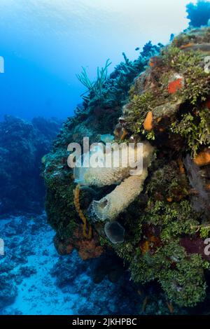 Wunderschöne Cozumel Reef Szene mit Schwämmen, Gargonen, Korallen, Fischen, etc. Stockfoto