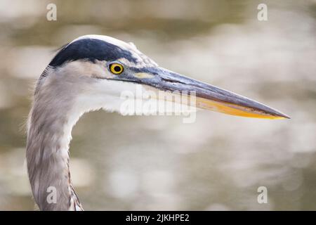 Eine selektive Fokusaufnahme des Kopfes eines niedlichen Blaureiher mit verschwommenem Hintergrund Stockfoto