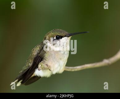 Eine Nahaufnahme eines weiblichen Kolibri mit Rubinkehle, der am Ende eines Zweiges thront Stockfoto