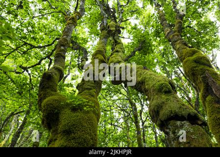 Knarriger, dick moosbedeckter Stamm von zwei Kupferbuchenbäumen, Krüppelbuchenwald in der Nähe von La Schlucht, Vosges, Frankreich, Region Grand Est, Regionaler Naturpark Ballons des Vosges Stockfoto