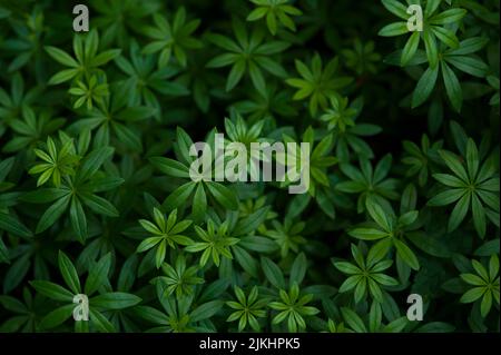 Waldmeister (Galium odoratum) bedeckt den Waldboden in den Vogesen, Frankreich, der Region Grand Est, dem Regionalen Naturpark Ballons des Vosges Stockfoto