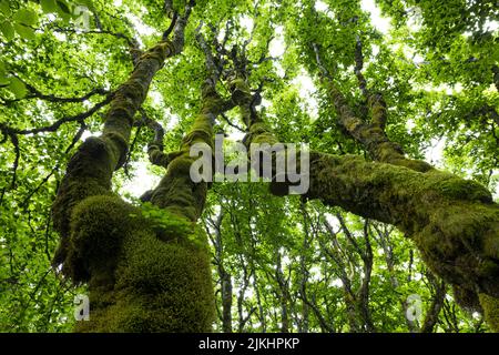 Knarriger, dick moosbedeckter Stamm von zwei Kupferbuchenbäumen, Krüppelbuchenwald in der Nähe von La Schlucht, Vosges, Frankreich, Region Grand Est, Regionaler Naturpark Ballons des Vosges Stockfoto