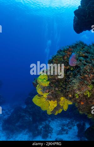 Wunderschöne Cozumel Reef Szene mit Schwämmen, Gargonen, Korallen, Fischen, etc. Stockfoto