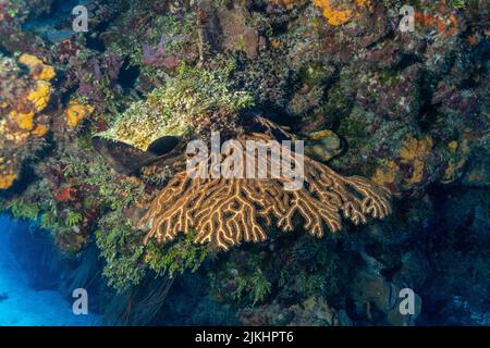 Wunderschöne Cozumel Reef Szene mit Schwämmen, Gargonen, Korallen, Fischen, etc. Stockfoto