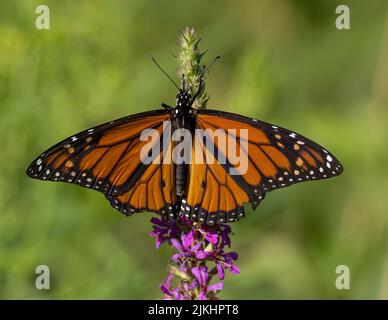 Nahaufnahme eines Monarch-Schmetterlings mit offenen Flügeln, der sich von einer lila Wildblume ernährt Stockfoto