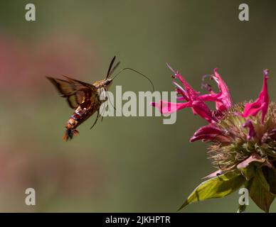 Nahaufnahme einer Kolibri-Clearwing-Motte im Flug, die sich einer rosa monarda-Blume nähert Stockfoto