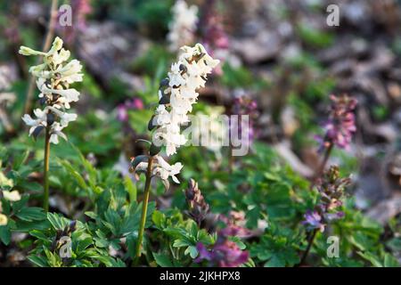 Eine Nahaufnahme von blühenden weißen und violetten Corydalis Cava-Blüten Stockfoto