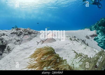 Wunderschöne Cozumel Reef Szene mit Schwämmen, Gargonen, Korallen, Fischen, etc. Stockfoto