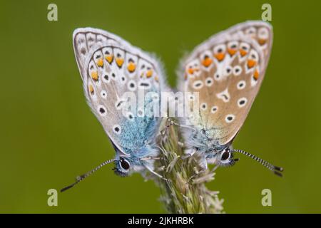 Makrofoto eines blauen Schmetterlings. Stockfoto