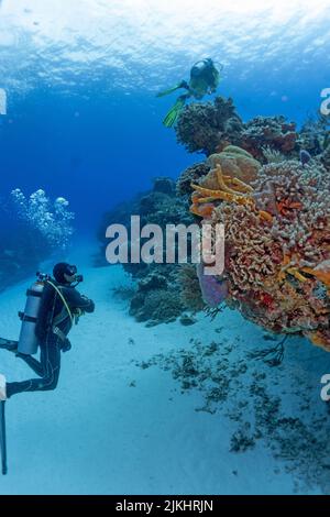 Wunderschöne Cozumel Reef Szene mit Schwämmen, Gargonen, Korallen, Fischen, etc. Stockfoto