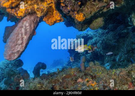 Wunderschöne Cozumel Reef Szene mit Schwämmen, Gargonen, Korallen, Fischen, etc. Stockfoto