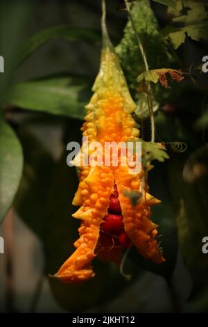 Eine vertikale Nahaufnahme einer reifen orangefarbenen Bittermelonenfrucht mit klebrigen roten Samen im Inneren Stockfoto