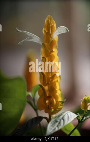 Eine vertikale Nahaufnahme der Pachystachys lutea -goldenen Garnelenpflanze Stockfoto