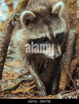 Eine Nahaufnahme eines Waschbär, der tagsüber in einem Sumpfpark nach Nahrung sucht, mit verschwommenem Hintergrund Stockfoto