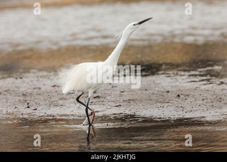 Der kleine Reiher überwintern in bedrohlicher Haltung, auf sandiger Strecke in einer Salzpfanne. Es geht davon aus, dass vor der Migration ein Gefieder gezüchtet wird. Salina Nature Reserve, Malta Stockfoto