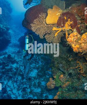 Wunderschöne Cozumel Reef Szene mit Schwämmen, Gargonen, Korallen, Fischen, etc. Stockfoto