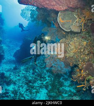 Wunderschöne Cozumel Reef Szene mit Schwämmen, Gargonen, Korallen, Fischen, etc. Stockfoto