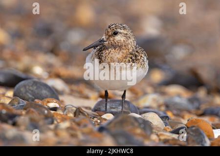 Sanderling (Calidris alba) Winterton Norfolk GB Großbritannien, 2022. August Stockfoto