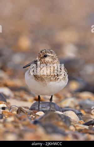 Sanderling (Calidris alba) Winterton Norfolk GB Großbritannien, 2022. August Stockfoto