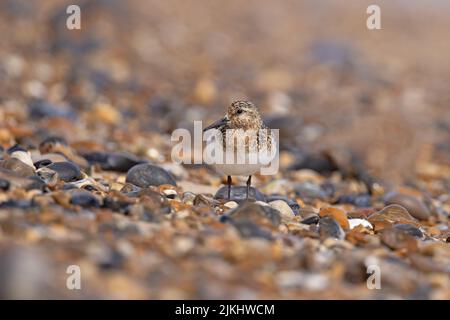 Sanderling (Calidris alba) Winterton Norfolk GB Großbritannien, 2022. August Stockfoto