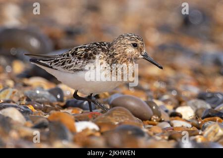 Sanderling (Calidris alba) Winterton Norfolk GB Großbritannien, 2022. August Stockfoto