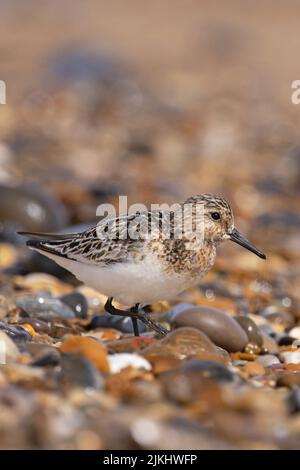 Sanderling (Calidris alba) Winterton Norfolk GB Großbritannien, 2022. August Stockfoto