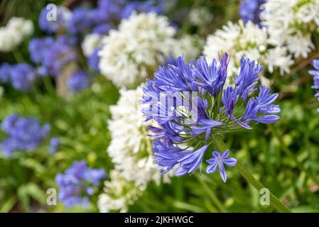 Blumen an der Küste von Kaikoura, Südinsel Neuseelands Stockfoto