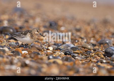 Sanderling (Calidris alba) Winterton Norfolk GB Großbritannien, 2022. August Stockfoto