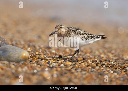 Sanderling (Calidris alba) Winterton Norfolk GB Großbritannien, 2022. August Stockfoto