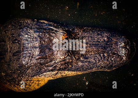 Eine Draufsicht auf den detailreichen Kopf eines amerikanischen Alligators im dunklen Wasser Stockfoto