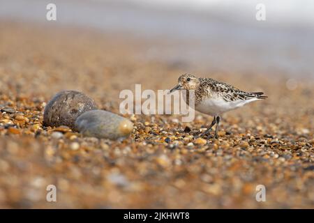 Sanderling (Calidris alba) Winterton Norfolk GB Großbritannien, 2022. August Stockfoto