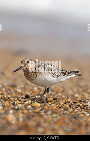 Sanderling (Calidris alba) Winterton Norfolk GB Großbritannien, 2022. August Stockfoto