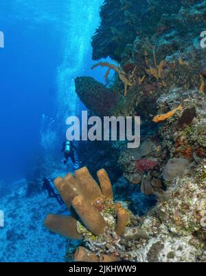 Wunderschöne Cozumel Reef Szene mit Schwämmen, Gargonen, Korallen, Fischen, etc. Stockfoto