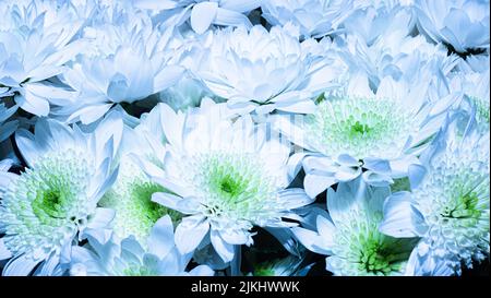 Herzlichen Glückwunsch Blumen Hintergrund. Ein großer Strauß weißer Chrysanthemen. Landhausstil mit Naturblumenmuster Stockfoto