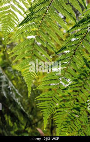 Wandern auf dem Ngamoko Track in Waikaremoana, Nordinsel Neuseelands Stockfoto