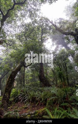 Wandern auf dem Ngamoko Track in Waikaremoana, Nordinsel Neuseelands Stockfoto