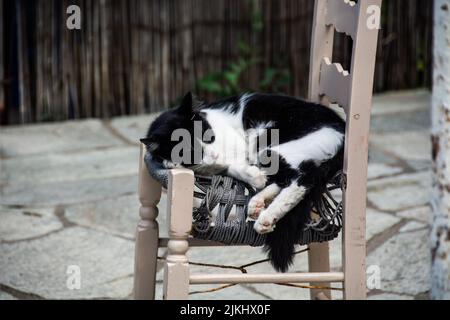 Eine wunderschöne Aussicht auf eine weiße und schwarze Katze, die auf dem Stuhl schläft Stockfoto